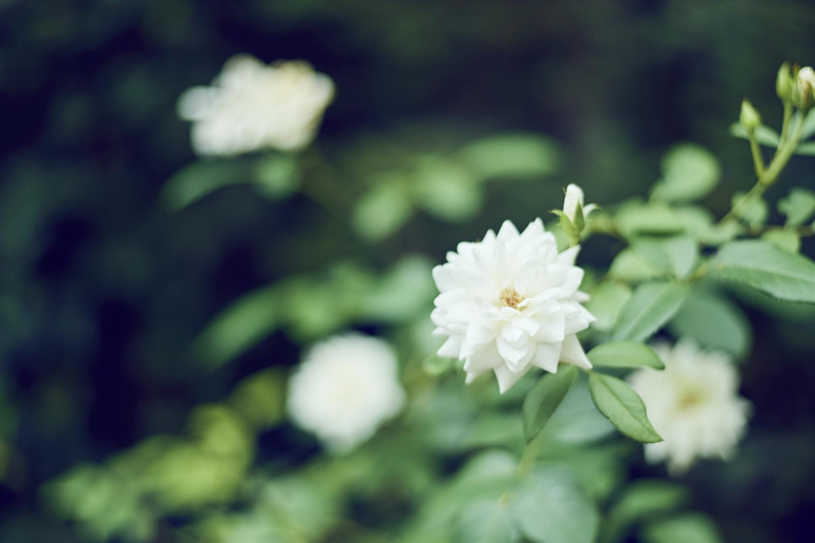 丁寧にメンテナンスされた花々が二人の門出を祝福する