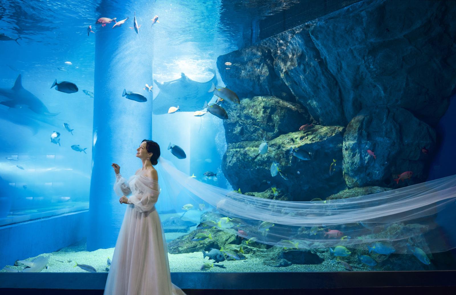 水族館での前撮り撮影も大人気スポット