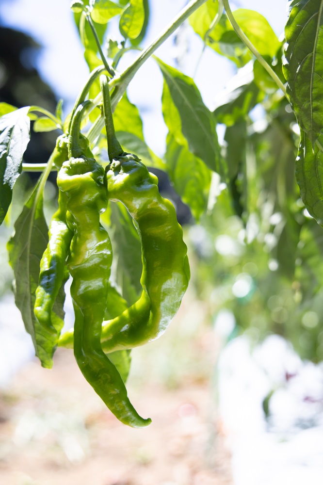 料理を彩る野菜は、ふたりの挙式日から逆算して栽培を始める