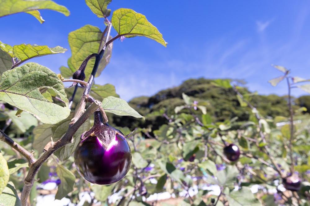 たっぷりと太陽の光を浴びた野菜は、栄養価が高く、香りも豊か