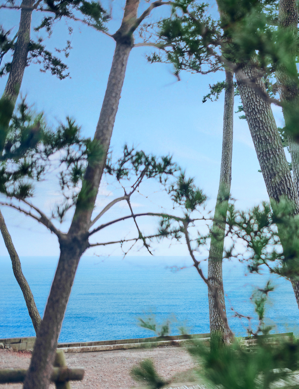 海辺の別荘『指帆亭』まで続く松林