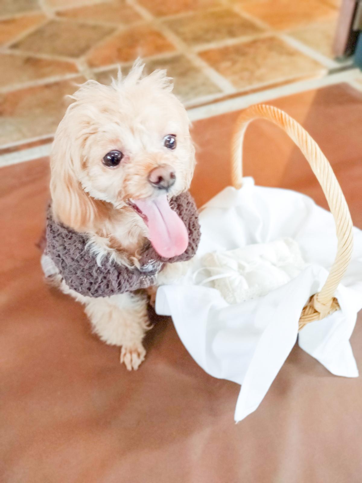 リングドッグ　ご利用いただけます