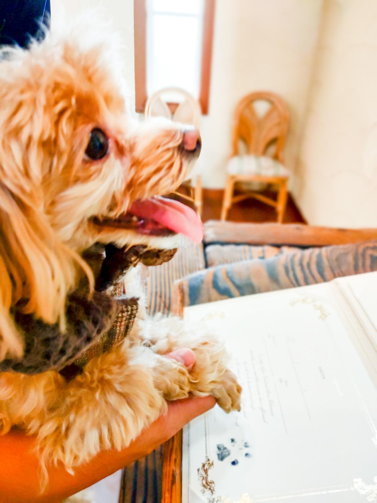 肉球スタンプ　ご利用いただけます