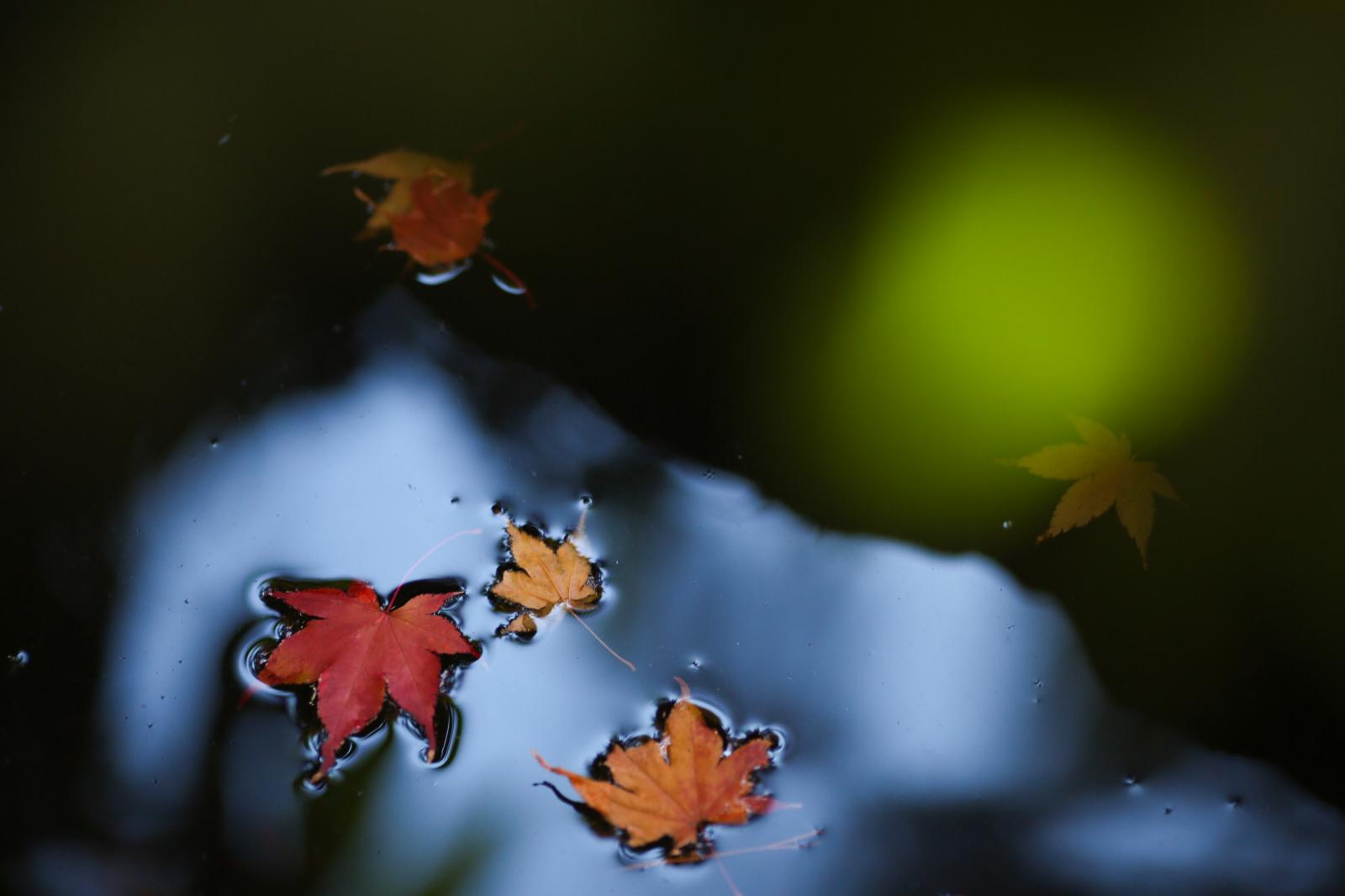 【秋】<br />
水面に揺蕩う紅葉が儚くも美しい