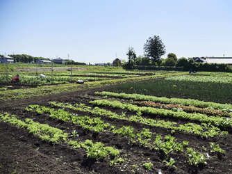 地元の契約農家から新鮮な野菜を仕入れる