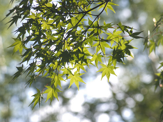 敷地内には、樹齢400年の日置江の紅葉が。