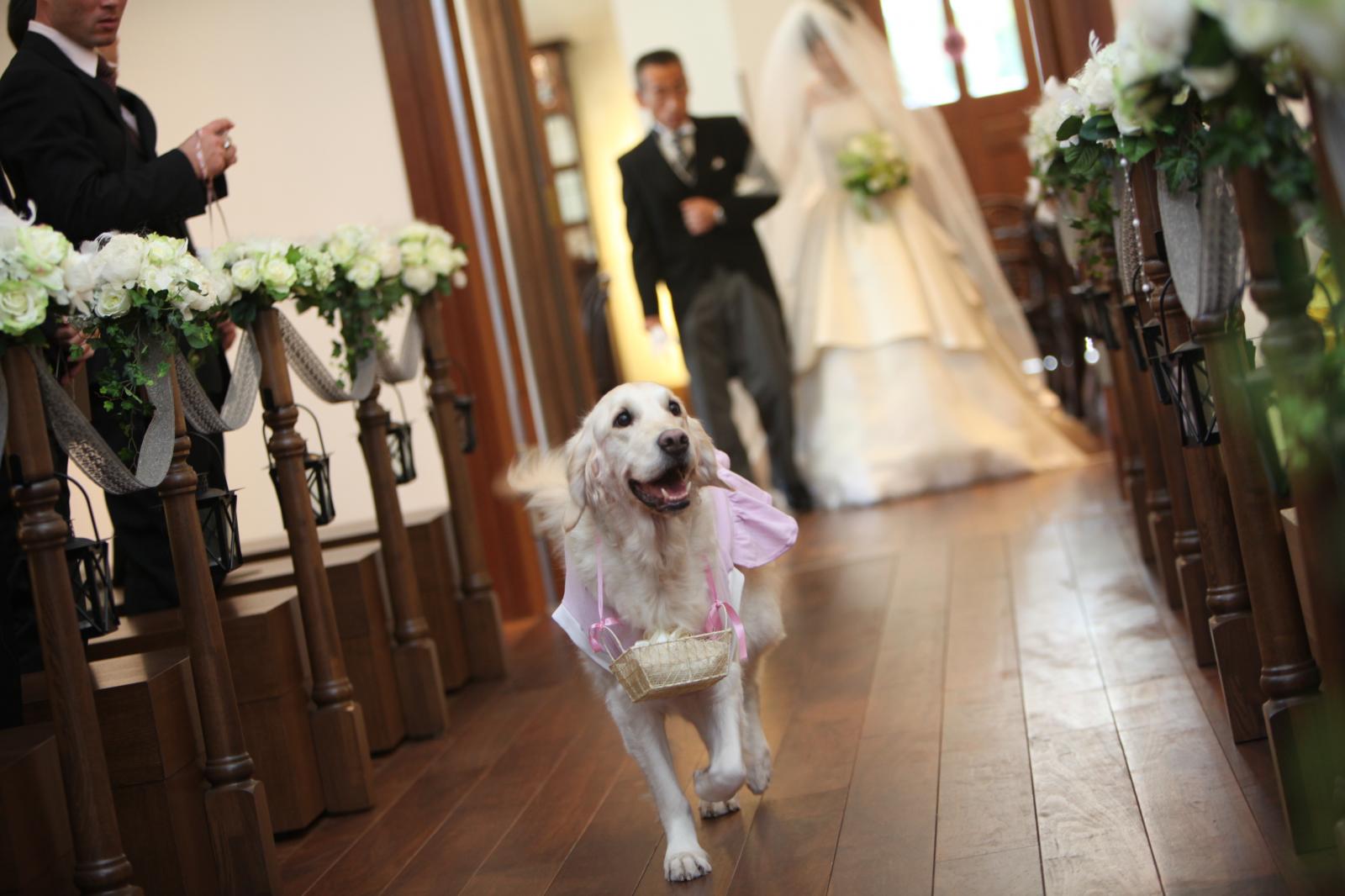 ふたりの指輪を運んでくれるリングドックセレモニー