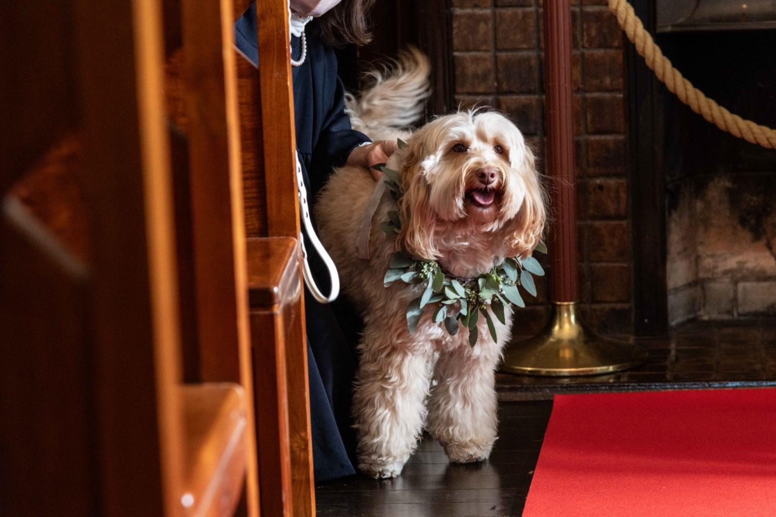 一緒に写真撮影したり、挙式時にリングドッグとしてお役目を務めていただくことも！