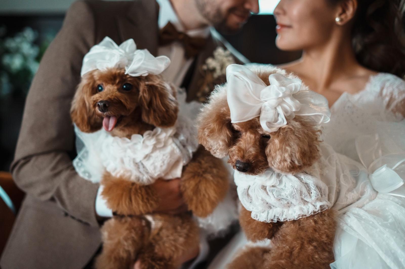 一緒に写真撮影したり、挙式時にリングドッグとしてお役目を務めていただくことも！