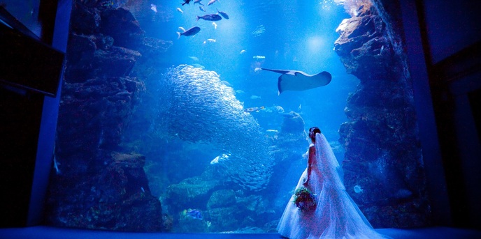 京都水族館ならではの、幻想的で特別感あふれるお写真を