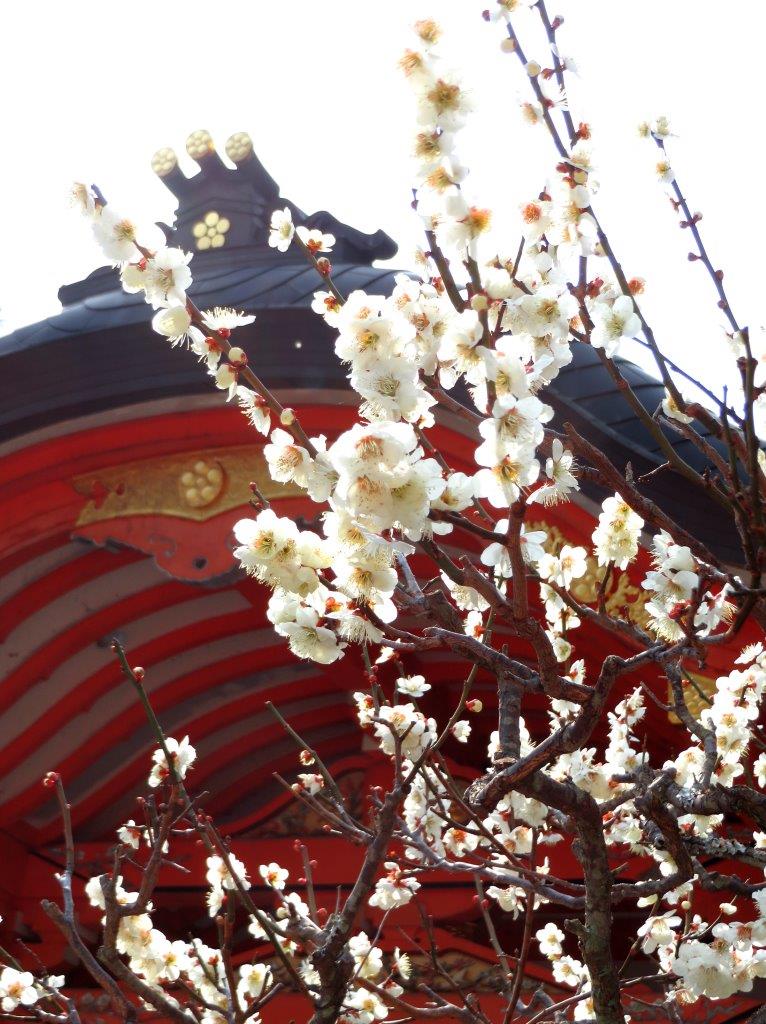 白梅