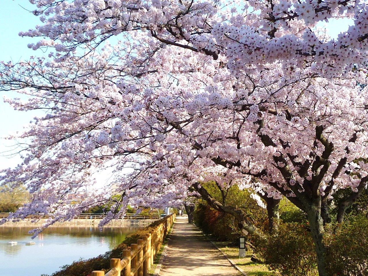 桜