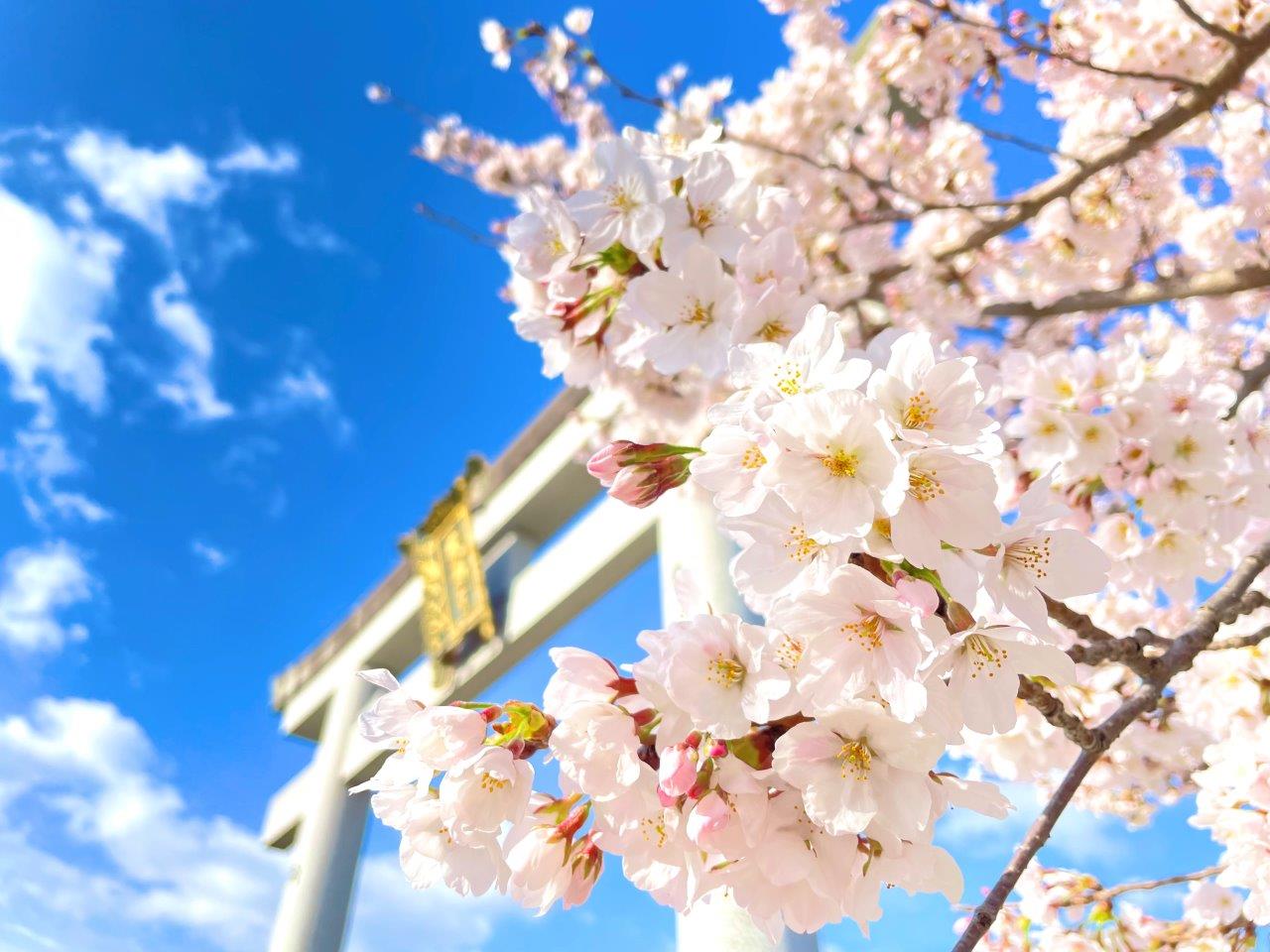 桜