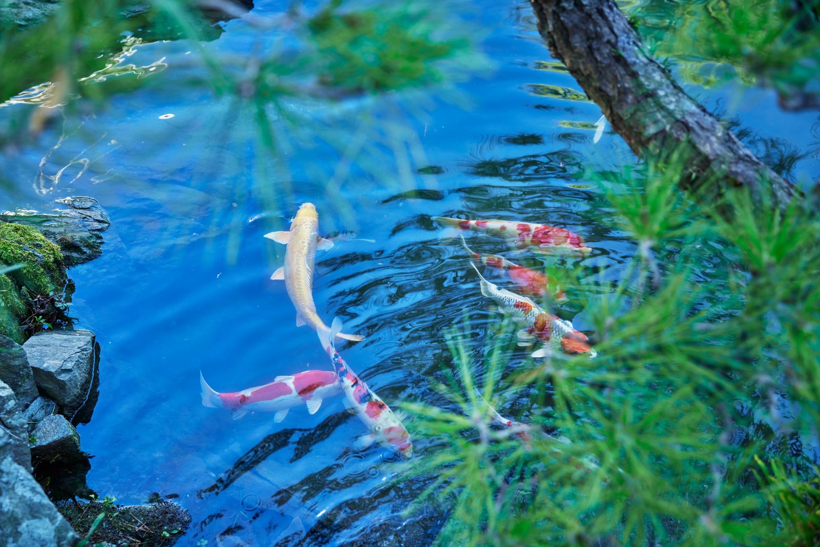 木々のや水辺の動き、音さえもゲストを迎える演出に