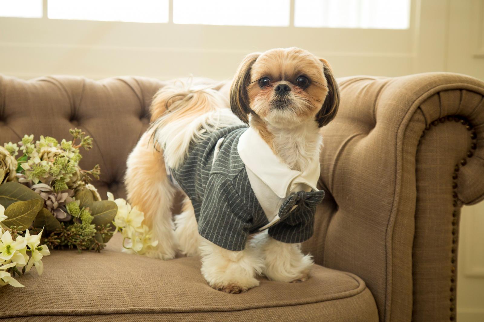 愛犬のご衣裳もご用意いたしております
