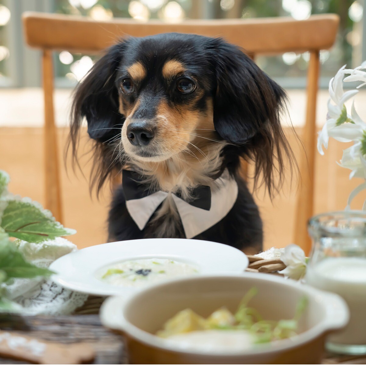 ［ペット婚相談会］貸切邸宅で愛犬と一緒に叶える結婚式＊無料試食付き相談会