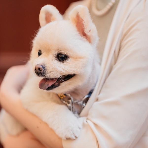 【ペットも主役の結婚式フェア】挙式＆披露宴もご一緒に♪