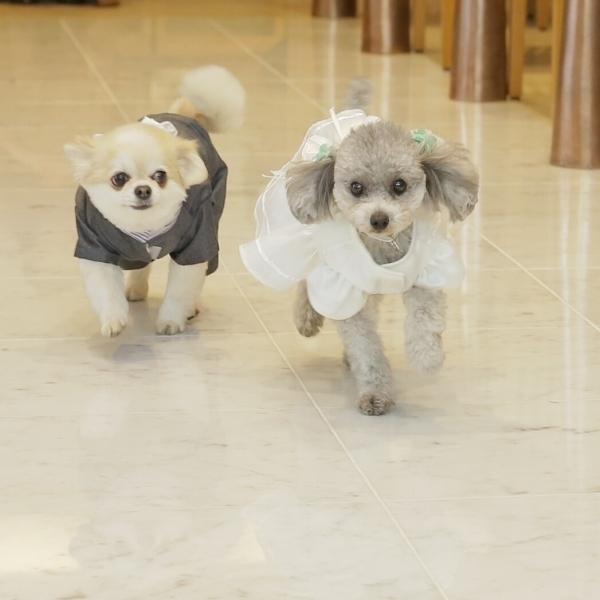 【ペットと叶える自由な結婚式】貸切体験×W相談×絶品試食会