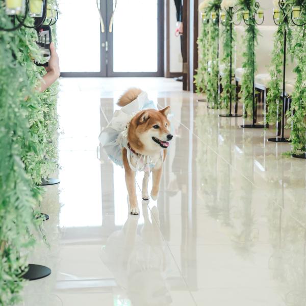 【愛するペットと自由W】愛犬料理特典付！ペットW相談×試食会