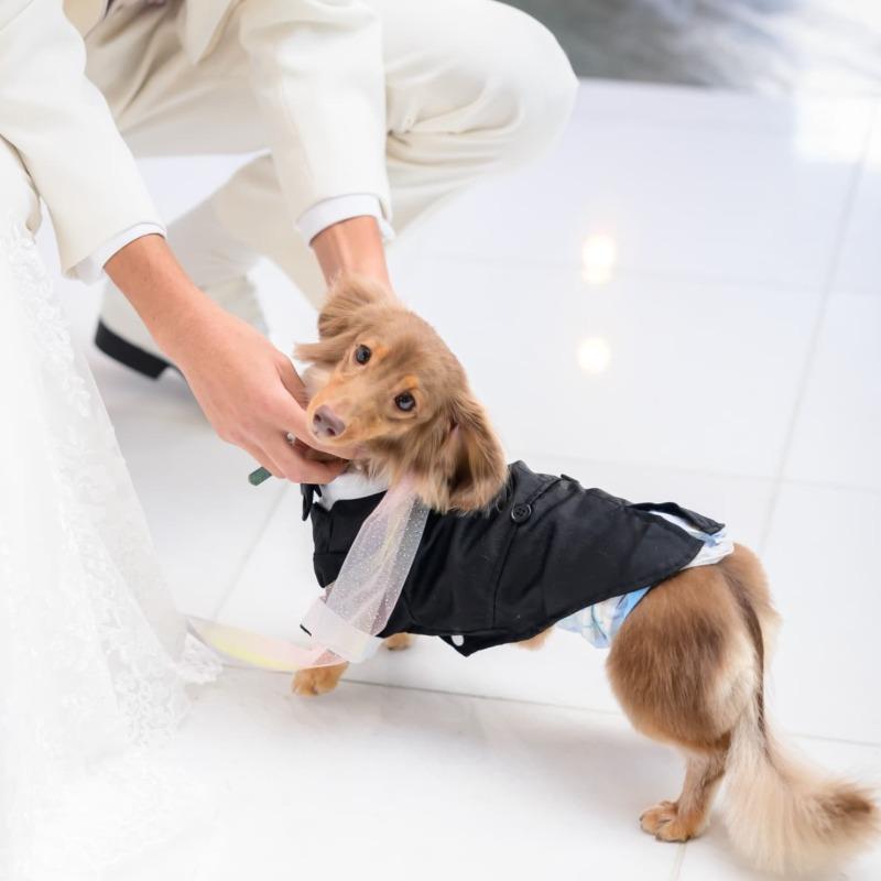 【ペット婚OK◎】愛犬と叶えるウェディング相談会