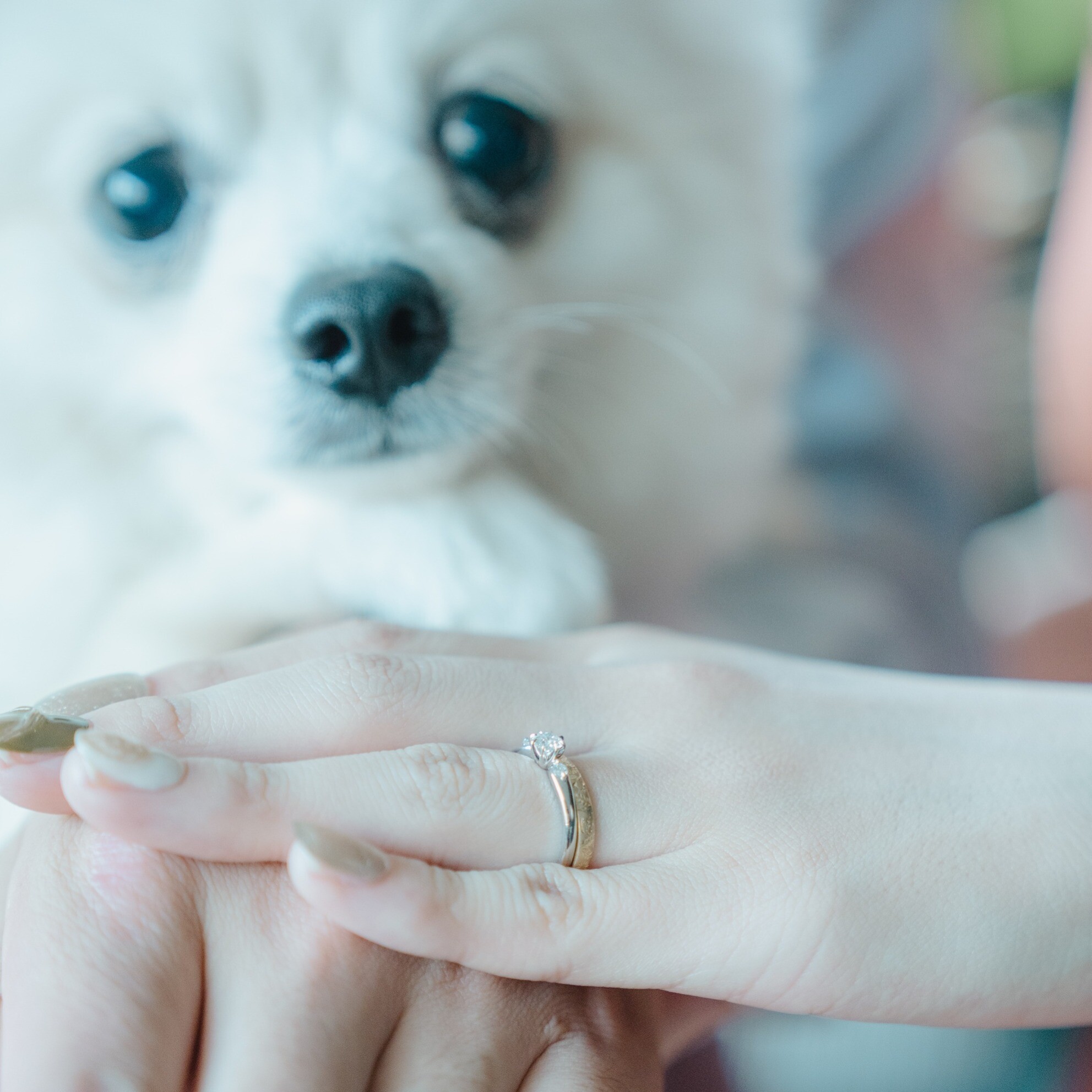 【ペットと一緒に貸切ウェディング】リングドッグ演出＆専用衣装など12大特典付！