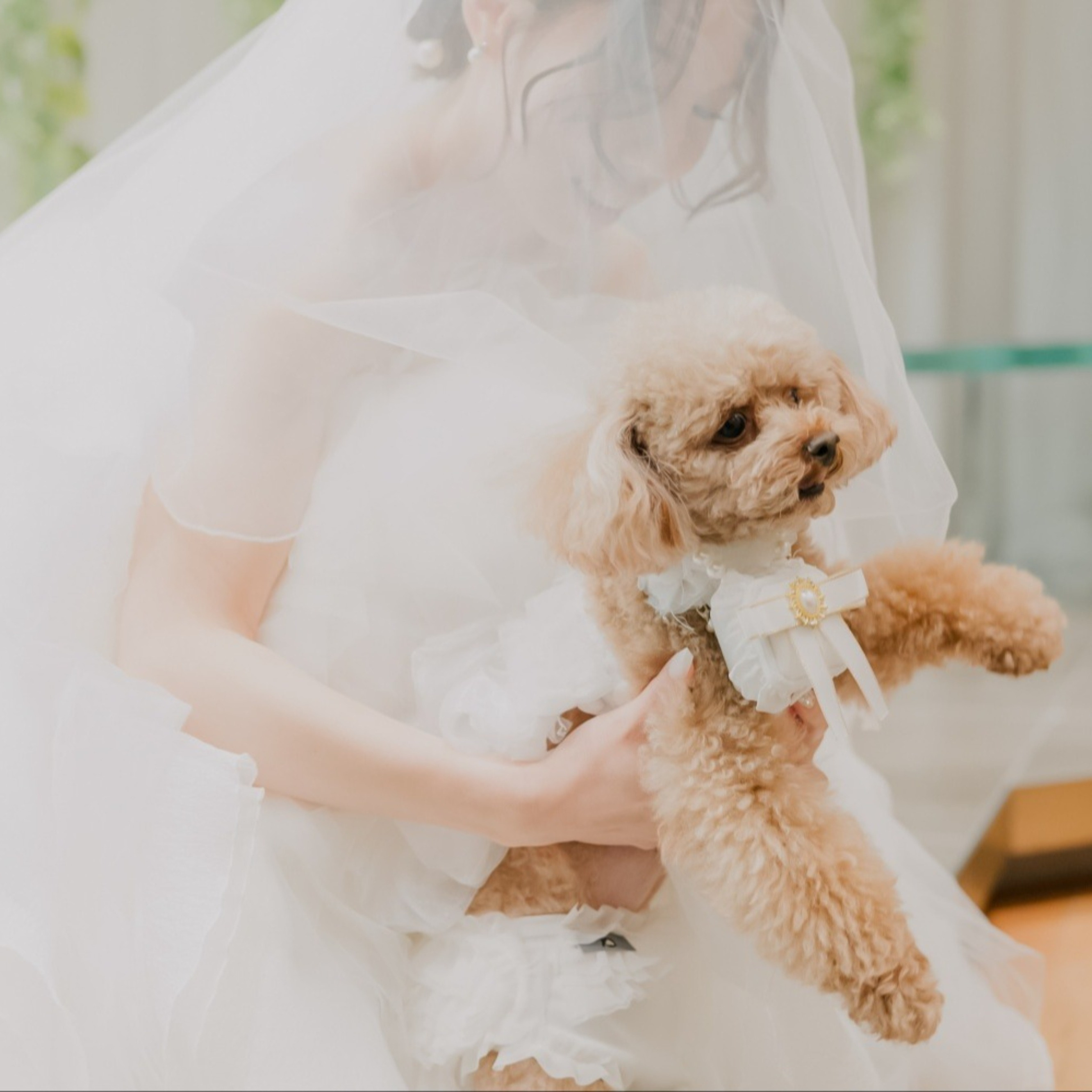 【愛犬も主役】美食×1軒屋貸切で叶える、ペットと彩るオリジナルウェディング相談会