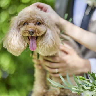 《ペットと叶える結婚式》どこでも一緒に貸切W♪×試食×1万円付