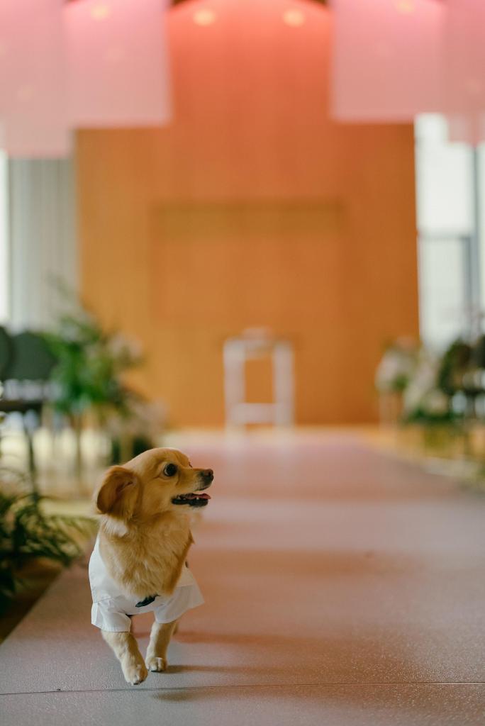 【2025年限定！】大切な家族*愛犬と一緒に叶える憧れWedding