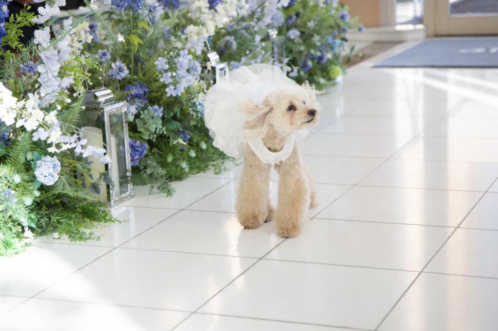 【ペットも一緒に大切な1日を】愛犬参加OK！ペットウェディング相談フェア