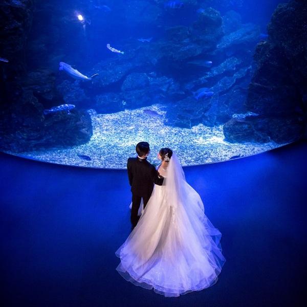【京都らしい前撮り】京都水族館や和装ロケ撮可能◆何でも相談会