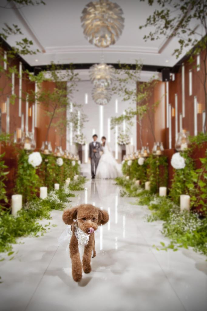 【大切なペットと叶える1日】ペットウェディング相談会