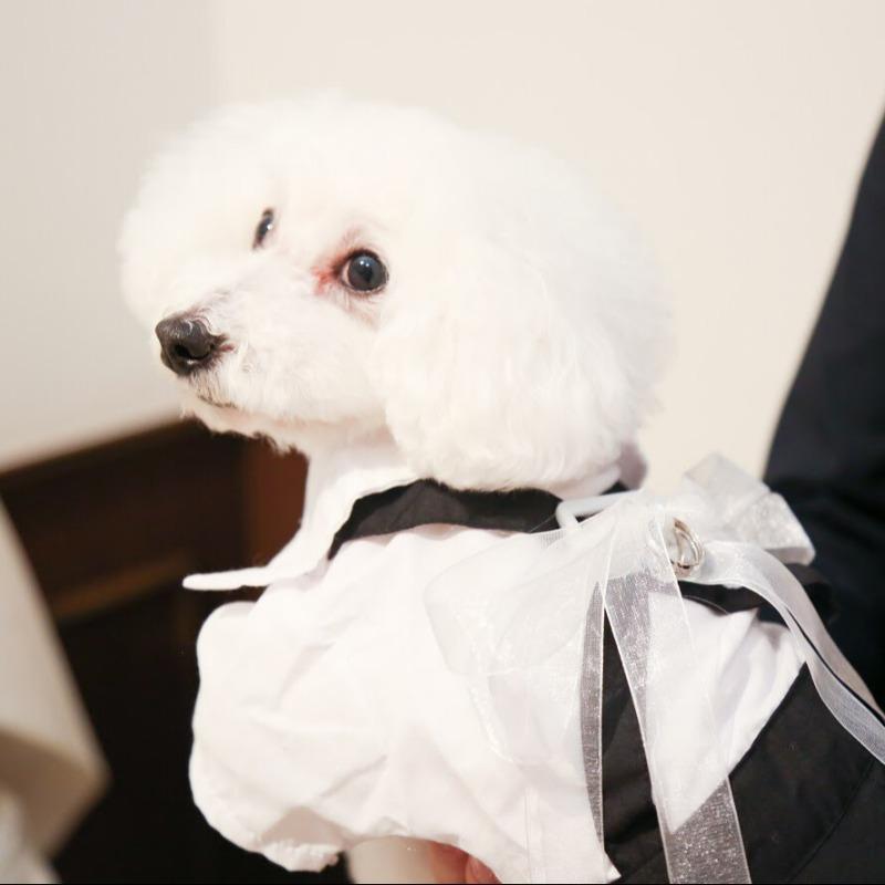 【ペット婚もOK】愛犬と叶えるガーデンW×最大100万円優待